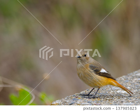 A female Daurian redstart standing on a rock. A female Daurian redstart standing on a rock. 137985823