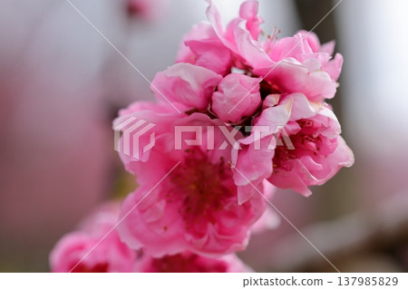 粉紅色的桃花 137985829