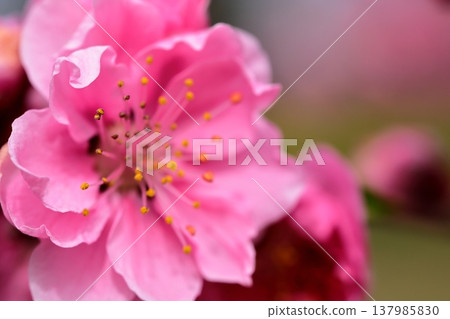 桃花盛開 桃花盛開 137985830