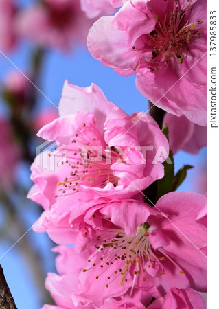 粉紅色的桃花在藍天 137985833