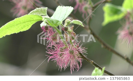 Bamboo flower Bamboo flower 137985863