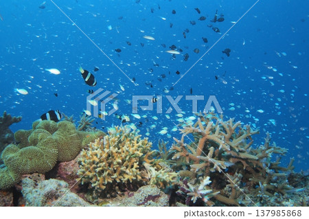 在座間味島的珊瑚礁中,雀鯛和小丑魚成群結隊地游弋。 在座間味島的珊瑚礁中,雀鯛和小丑魚成群結隊地游弋。 137985868