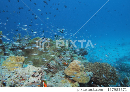 在座間味島的珊瑚礁中，雀鯛和小丑魚成群結隊地游弋。 137985871