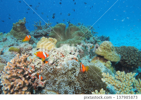 小丑魚、珊瑚與蔚藍的大海:水下攝影 小丑魚、珊瑚與蔚藍的大海:水下攝影 137985873