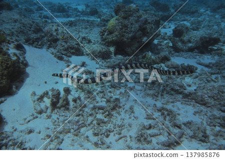 Iijima's sea snake swimming among coral reefs - underwater photographs Iijima's sea snake swimming among coral reefs - underwater photographs 137985876