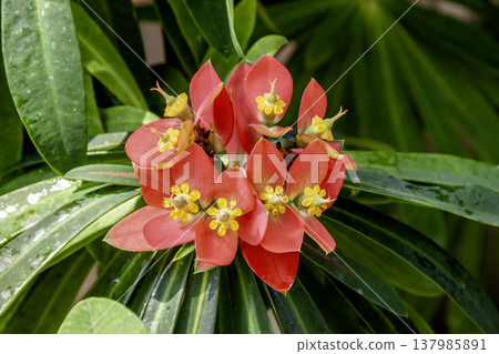Euphornia punica, also known as Jamaican poinsettia Euphornia punica, also known as Jamaican poinsettia 137985891