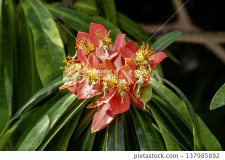 大戟屬植物，又稱牙買加一品紅 137985892