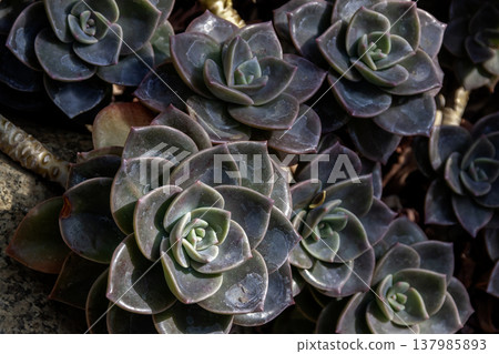 Echeveria purpureum (Crassulaceae family) as a background image. Echeveria purpureum (Crassulaceae family) as a background image. 137985893