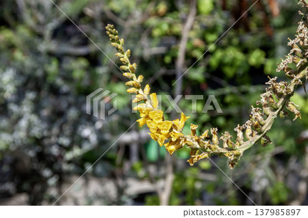 Dyckia ibiramensis, native to Brazil, is an evergreen perennial herb. Dyckia ibiramensis, native to Brazil, is an evergreen perennial herb. 137985897