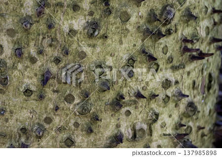 Sculpture of the bark of a thorny sandbox tree [Background material] 137985898