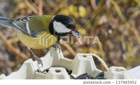 Close-up wildlife image of a great tit holding a sunflower seed in its beak while perched on a recycled egg carton feeder. Close-up wildlife image of a great tit holding a sunflower seed in its beak while perched on a recycled egg carton feeder. 137985952