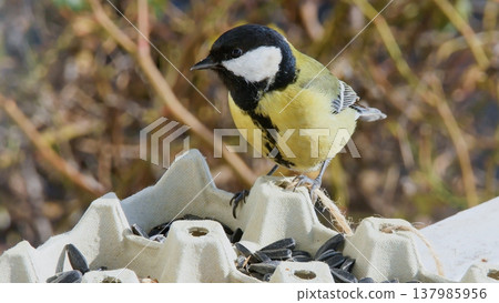 Professional wildlife photo featuring a great tit balancing on a cardboard egg tray filled with sunflower seeds.  137985956