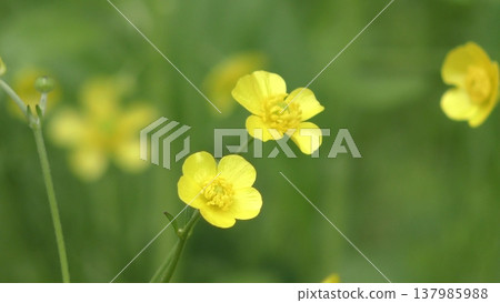 毛茛花 毛茛花 137985988