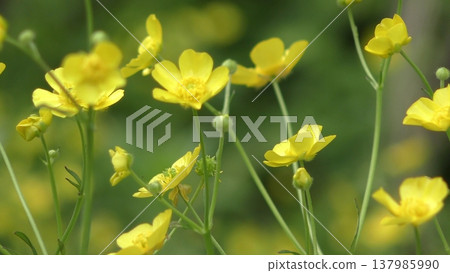 Buttercup flowers 137985990