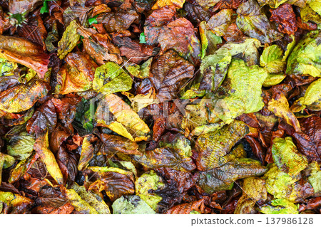 Multicolored And Moistened Leaf Litter Multicolored And Moistened Leaf Litter 137986128