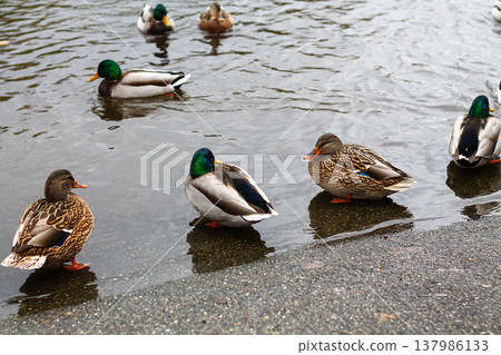Mallard Ducks Taking An Afternoon Snooze Mallard Ducks Taking An Afternoon Snooze 137986133