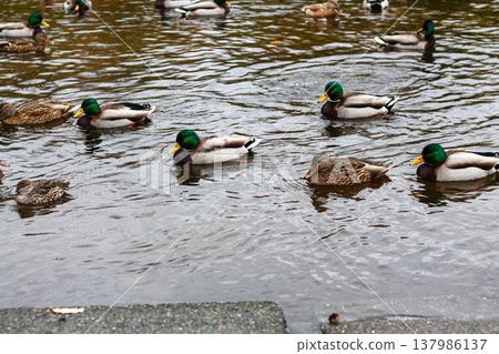 Mallard Ducks And A Female Green Teal Mallard Ducks And A Female Green Teal 137986137