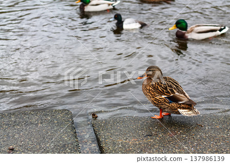 Female Mallard Duck Chilling By The Water Female Mallard Duck Chilling By The Water 137986139