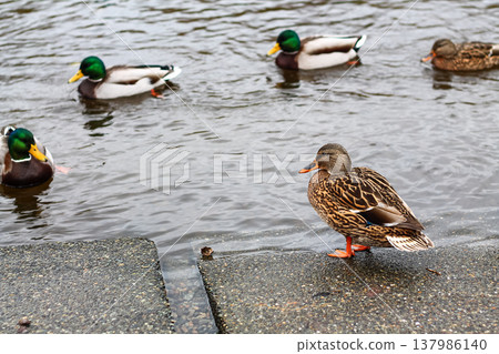 Female Mallard Duck Chilling By The Water Female Mallard Duck Chilling By The Water 137986140