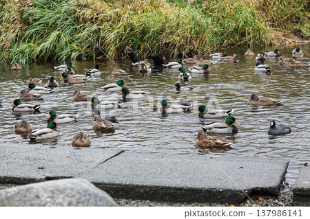 Flock Of Mallard Ducks Gathering Flock Of Mallard Ducks Gathering 137986141