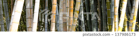 A bamboo grove bathed in spring sunlight. A bamboo grove bathed in spring sunlight. 137986173