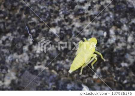 Large Leafhopper ② Large Leafhopper ② 137986176