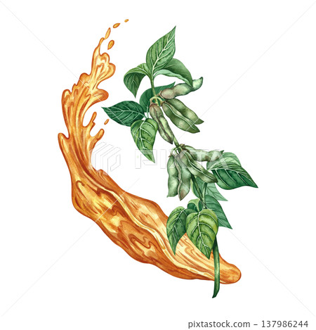 A splash of oil and a soy stem with leaves and pods. A hand-drawn watercolor illustration. A design element for menus, recipes, and cookbooks. For banners, flyers, packaging, labels, and more. A splash of oil and a soy stem with leaves and pods. A hand-drawn watercolor illustration. A design element for menus, recipes, and cookbooks. For banners, flyers, packaging, labels, and more. 137986244