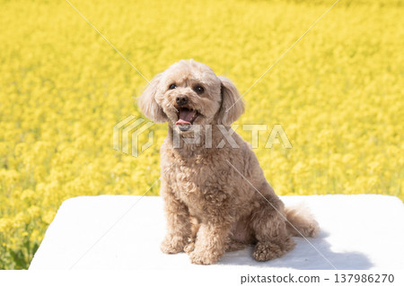 A toy poodle smiling in a field of rapeseed flowers A toy poodle smiling in a field of rapeseed flowers 137986270