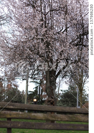 Japanese Plum In Flower Behind A Park Bench 137986280
