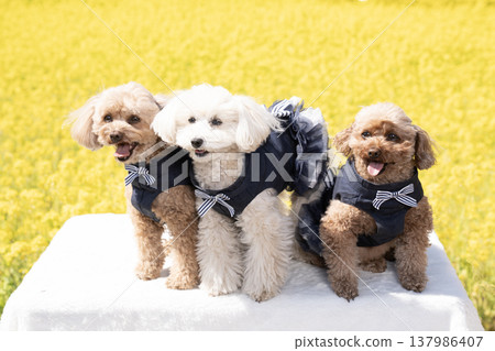 A field of rapeseed flowers and three toy poodles A field of rapeseed flowers and three toy poodles 137986407