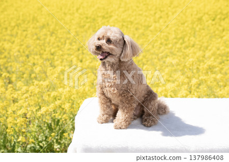 A toy poodle smiling in a field of rapeseed flowers A toy poodle smiling in a field of rapeseed flowers 137986408