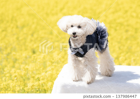 一片油菜花田，還有一隻笑容燦爛的白色玩具貴賓犬。 137986447