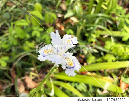 A close-up of irises blooming in the shade of a tree. A close-up of irises blooming in the shade of a tree. 137986511