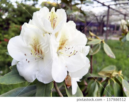 Close-up of rhododendrons in full bloom 137986512