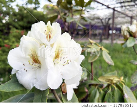 Close-up of rhododendrons blooming in a flowerbed 137986513