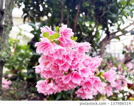 Close-up of azaleas in full bloom Close-up of azaleas in full bloom 137986514
