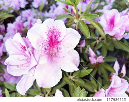 杜鵑花特寫鏡頭在盛開的 杜鵑花特寫鏡頭在盛開的 137986515