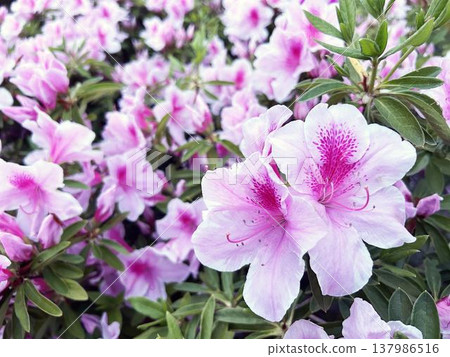 盛開的杜鵑花特寫。 盛開的杜鵑花特寫。 137986516
