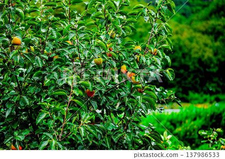 Persimmon tree with Ripe orange persimmons fruit in autumn garden in Korea Persimmon tree with Ripe orange persimmons fruit in autumn garden in Korea 137986533
