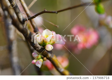 模糊的鮮花 模糊的鮮花 137986718
