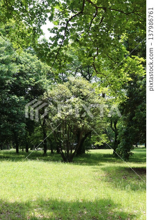 日本公園 137986761