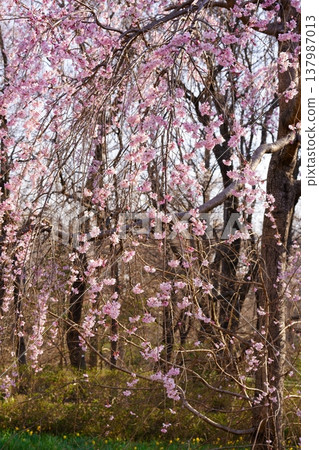 櫻花 137987013