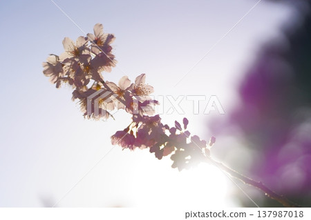 Cherry Blossom	 137987018