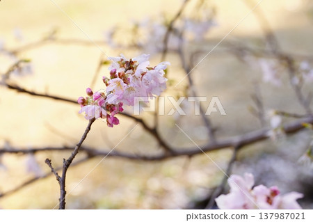 櫻花 櫻花 137987021