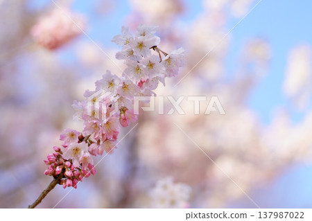 櫻花 櫻花 137987022