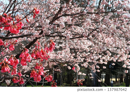 Cherry blossoms, spring, full bloom, flowers, plants, trees, botanical garden, Kyoto Cherry blossoms, spring, full bloom, flowers, plants, trees, botanical garden, Kyoto 137987042