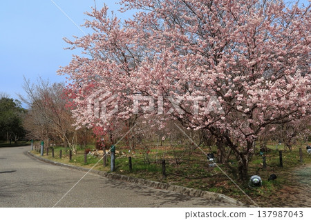Cherry blossoms, spring, full bloom, flowers, plants, trees, botanical garden, Kyoto 137987043