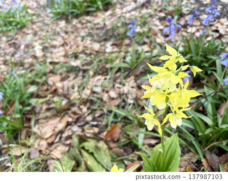 A close-up of a Calanthe orchid blooming in the shade of a tree in the park. A close-up of a Calanthe orchid blooming in the shade of a tree in the park. 137987103
