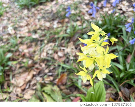 一朵可愛的黃色小花的特寫 137987105