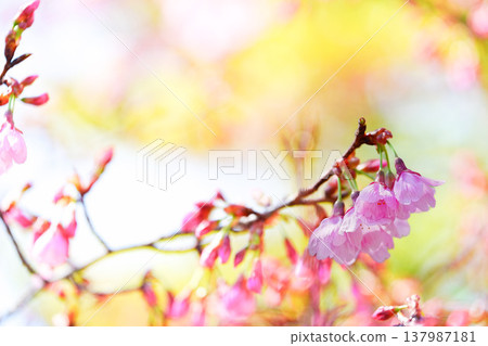 Vividly blooming cherry blossoms 137987181